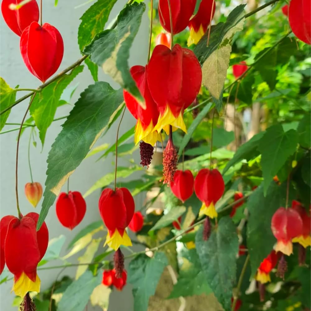 2 Trailing Abutilon Plants Live, Red Hanging Lantern Abutilon Flowering Live Plants, Well Rooted Plugs 2-5 Inch Tall