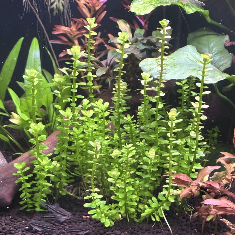 Green Rotala Plant Stems, Live Aquarium Plant - 1 Clump Bundle