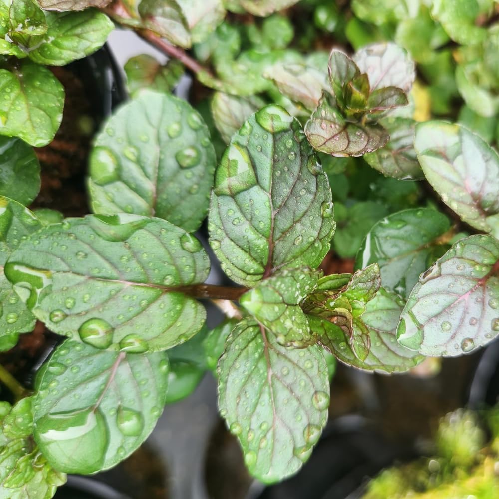 6 Chocolate Mint Plants Live Herbs, Well-Rooted Starter Plants from 4 to 6 Inch Height