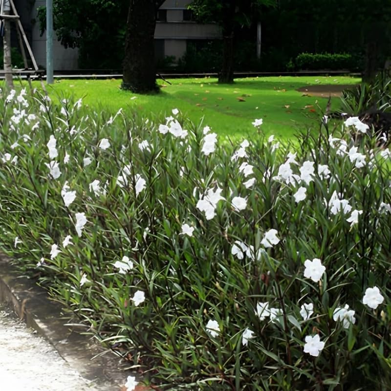 Set 6 Dwarf White Mexican Petunia Plants Live, Perennial Outdoor Growing, Startrer Size 4-6" in Tall, Long Blooming Season, Landscapes, Borders, Ground Cover