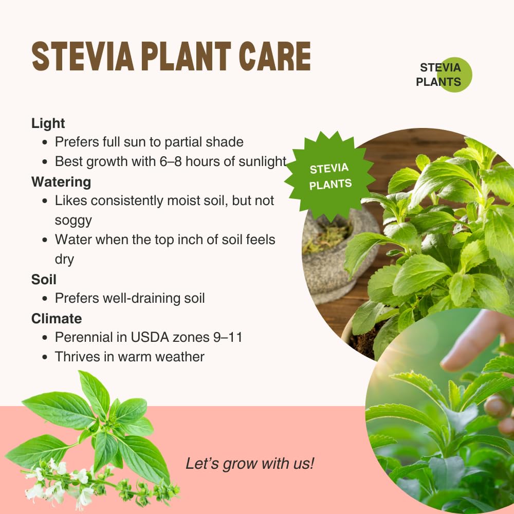 2 Stevia Plants Live for Planting, 4-8" Tall, Well Rooted Stevia Herb Live Plants Indoor Outdoor