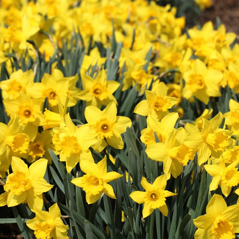 25 Yellow Daffodil Bulbs, Lent Lily Plant Bulb, Large Daffodils Bulbs for Planting