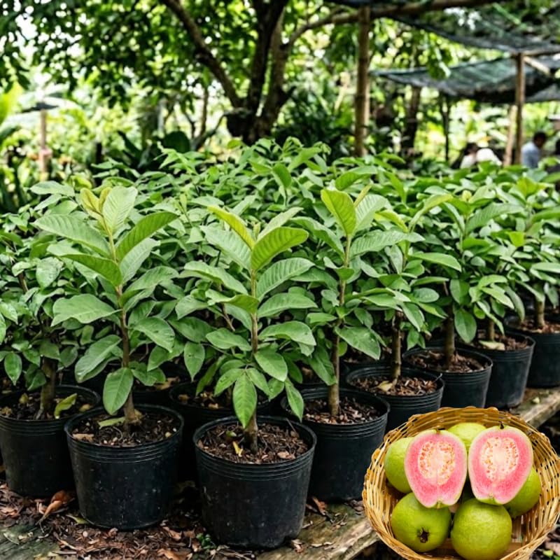 Pink Guava Tree Live Plant in 3 Gallon Pot, Fragrant and Edible Guava Fruit Bearing Tree from 2 to 3 Feet Height, No Ship to CA
