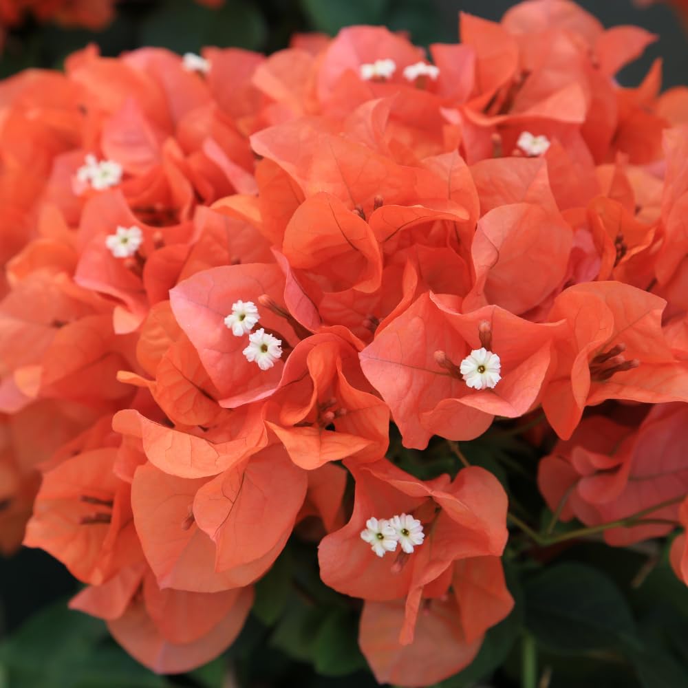 2 Orange Bougainvillea Plants Live, Bougainvillea Trees Flowers Plant for Planting Indoor Outdoor Garden, 5 to 9 Inches Tall