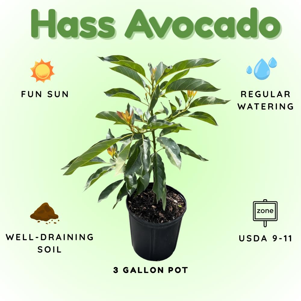 HASS Avocado Live Plant, Avocado Plant, Fruit Tree, Well Roots, 1-2 Feet Tall in 3 Gallon Pot for Planting