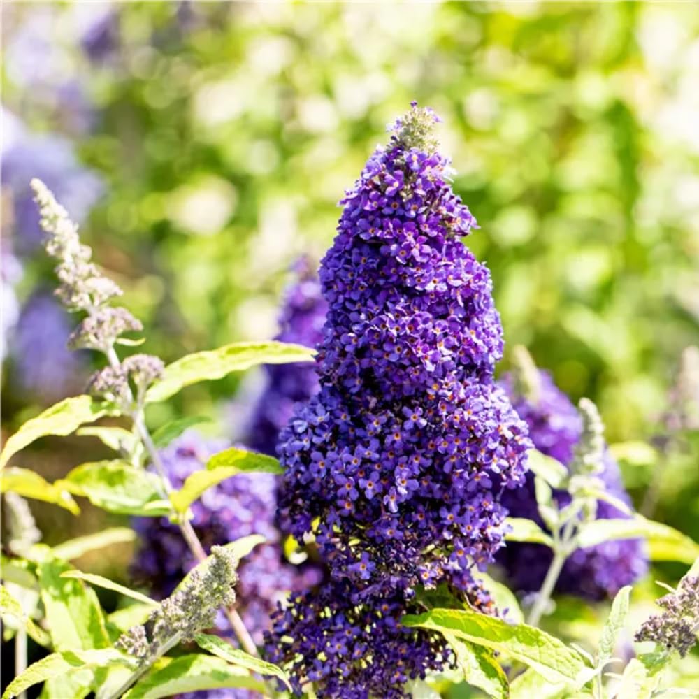 2 Butterfly Bushes Live Plants, Perennial Butterfly Bush for Outdoor Garden, Container Growing 4-7 Inches (Dark Purple)