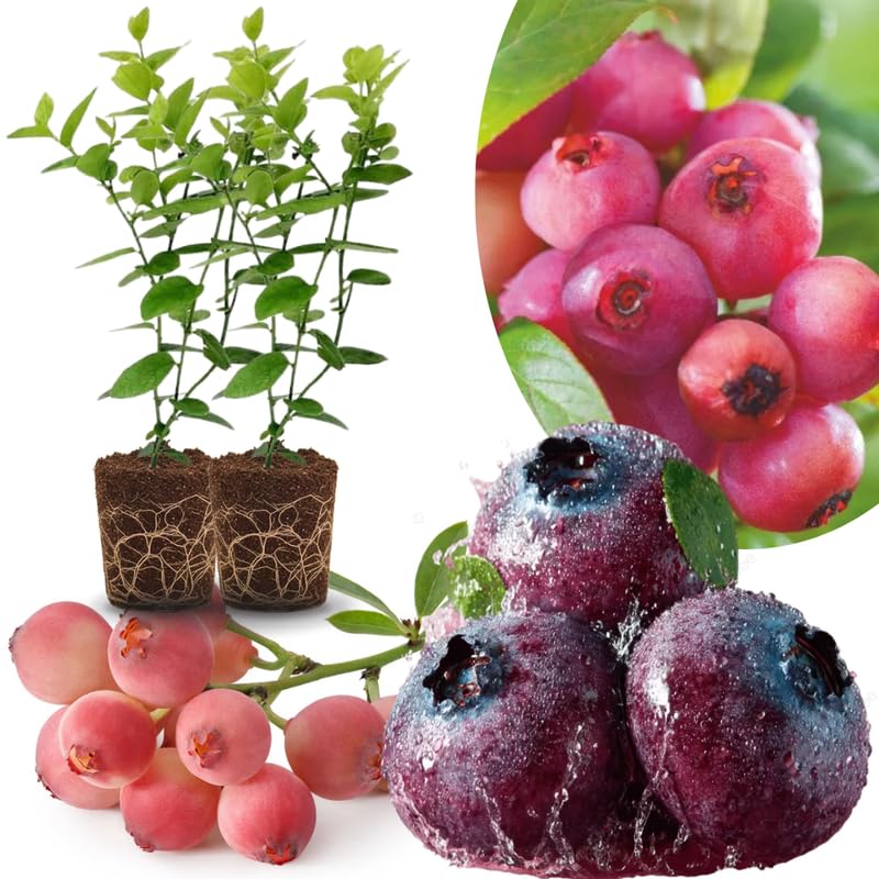 Sets 2 Blueberry Trees Live Plants, Blueberries Bushes, Hardy and High Yield, Seedlings Southern Highbush Blueberry Plants Live for Outdoor Growing, 5-7" Tall (Pink Lemonade)