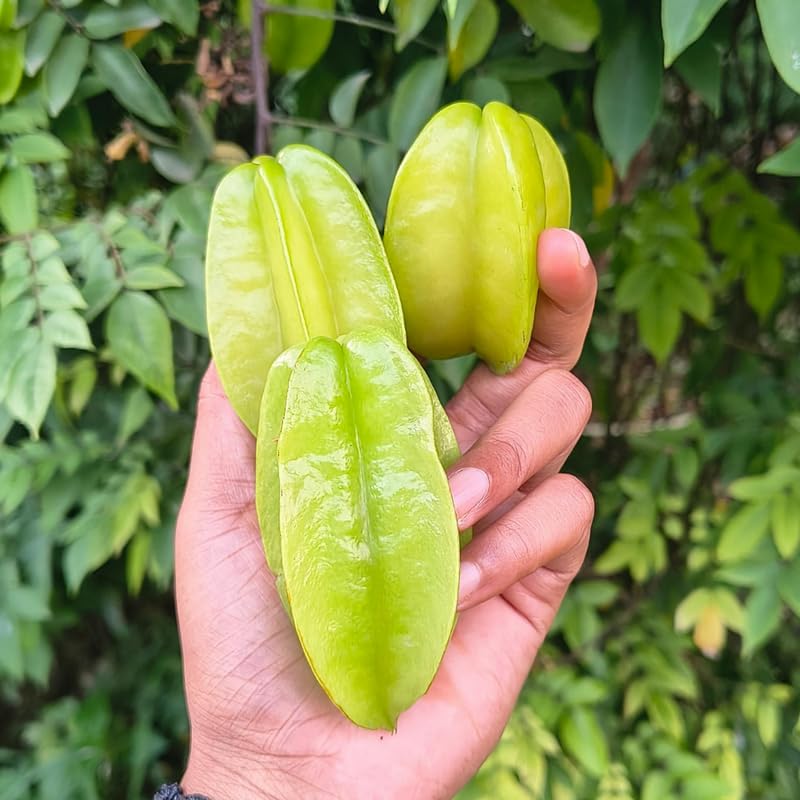 Yellow Starfruit Tree Live Plant - 2 Ft Tall Plant in 1 Gallon Pot, Tropical Carambola Fruit Tree for Outdoor Garden, Patio and Container Growing, No Ship to CA