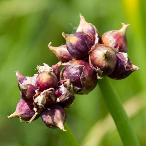 10 Egyptian Walking Onion Live Plants, Well Rooted, 2 Year Old