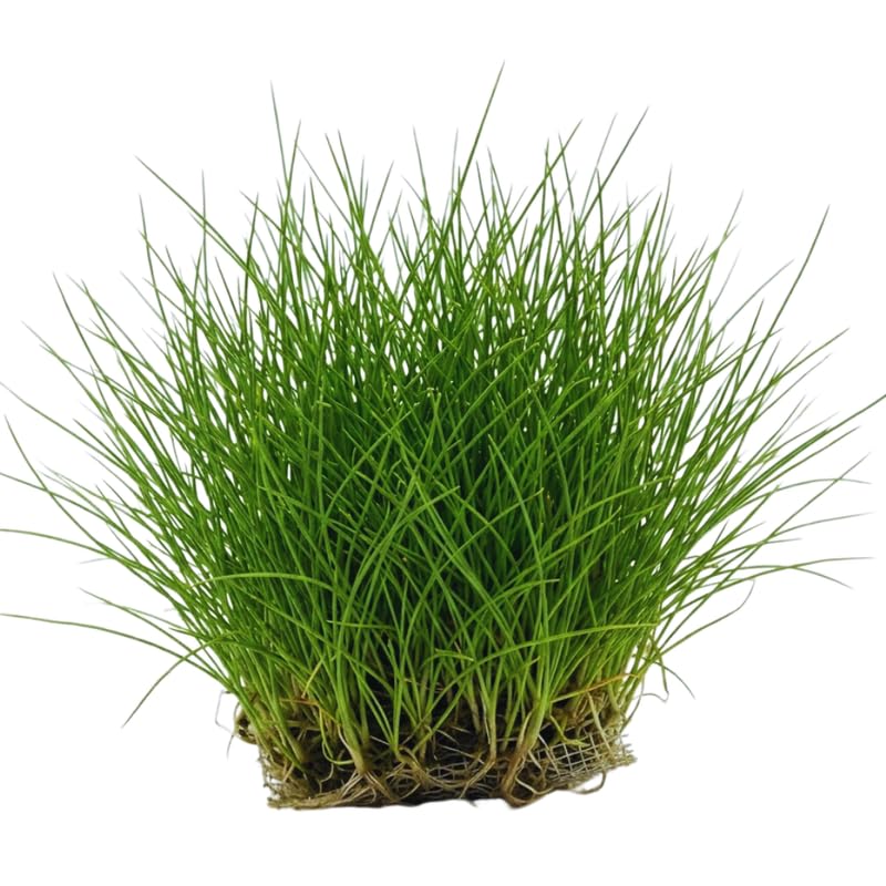 Dwaft Hairgrass Plants Live, 4-6 Inc, Aquarium Grass Plant Live