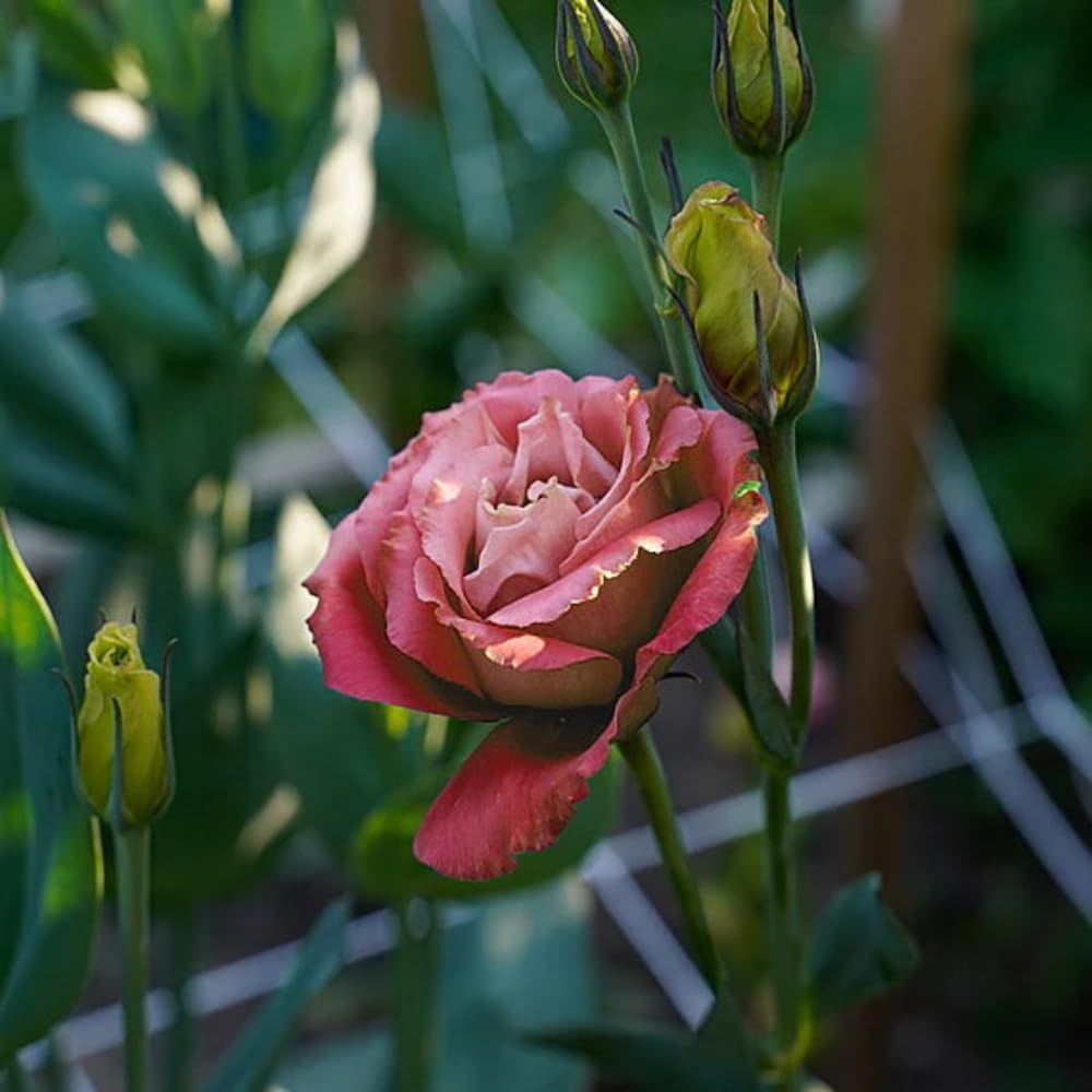2 Eustoma Lisianthus Live Plants, Lisianthus Flowers Seedlings, 2-3 Inch Tall Well-Rooted Plug, Lisianthus Plants (Deep Apricot Lisianthus)