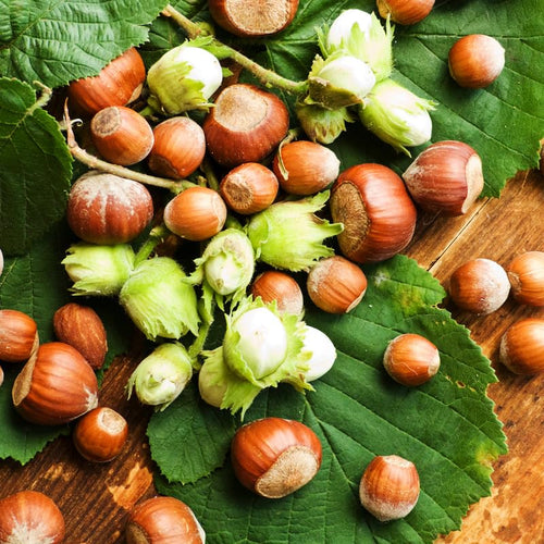 1 Year Old Hazelnut Tree Live Plant Seedling, Dormant 1-2 Ft Tall, Well-Rooted, Cold Hardy Variety
