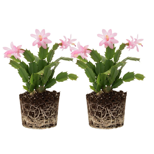 2 Live Pink Christmas Cactus Plants, Pink Christmas Cactus Plants Live, 4 to 6 Inch, Bare Root, Perennial Flower Holiday Succulent Plant, No Pot