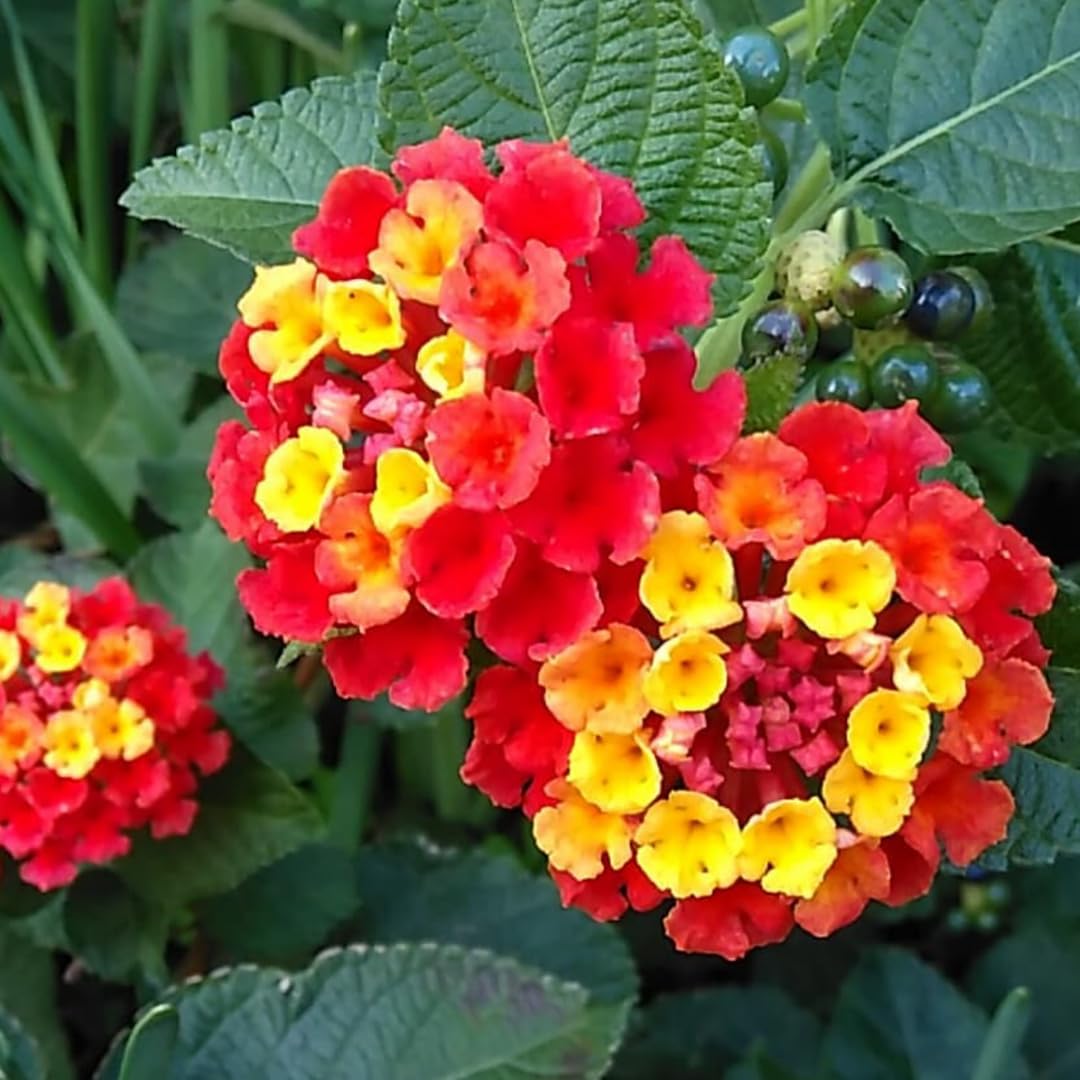 3 Lantana Plants Live, Red Lantana Live Plants for Planting Outdoors, Perennial Flower Plant 4 to 8 Inches Long, Gardening Growing