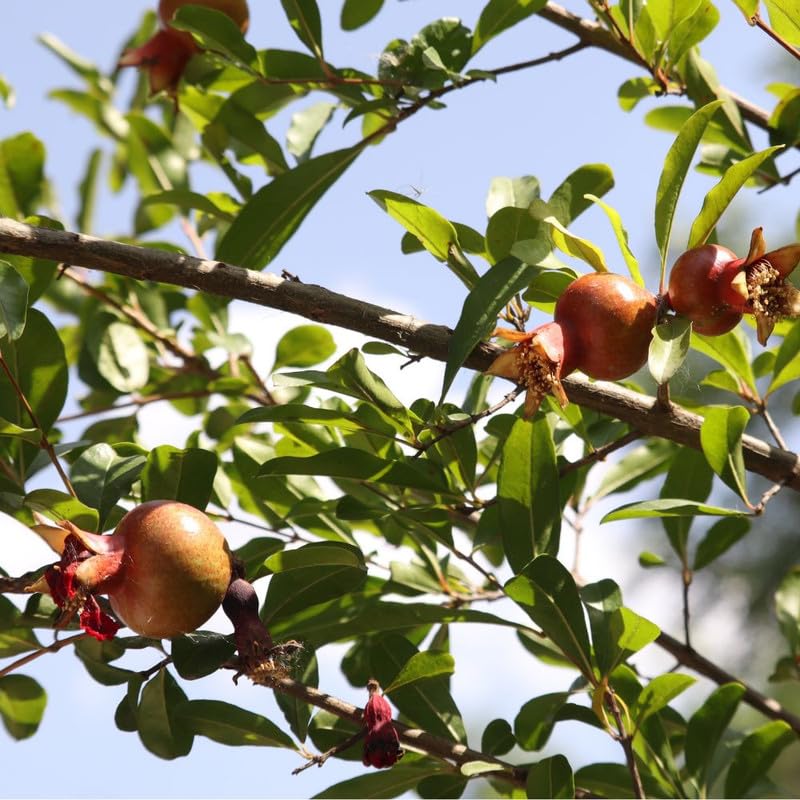 Sweet Pomegranate Tree Live Plant for Planting Outdoor, Red Pomegranate Plant 1 Gallon Pot, Sweet Edible Fruit Tree 24-30" Tall, No Ship to CA