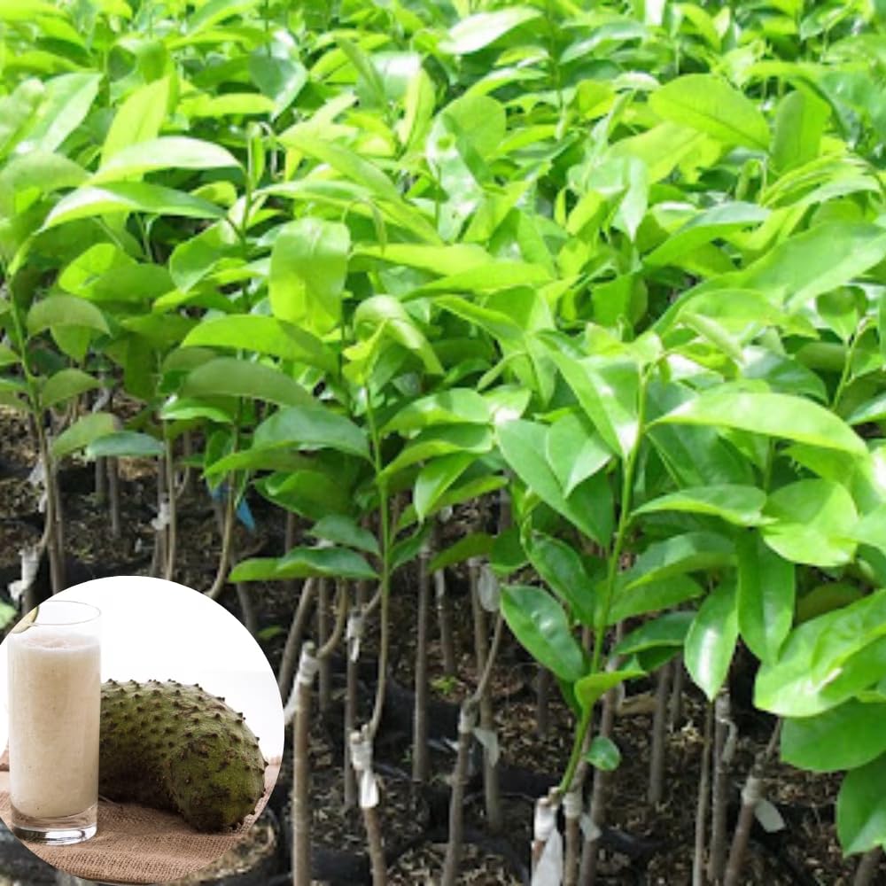 Soursop Live Plant for Planting, Annona Muricata 2-3 Ft Tall, Soursop Guanabana Seedlings, Outdoor Growing, No to CA, Live Plant in 1 Gal Pot