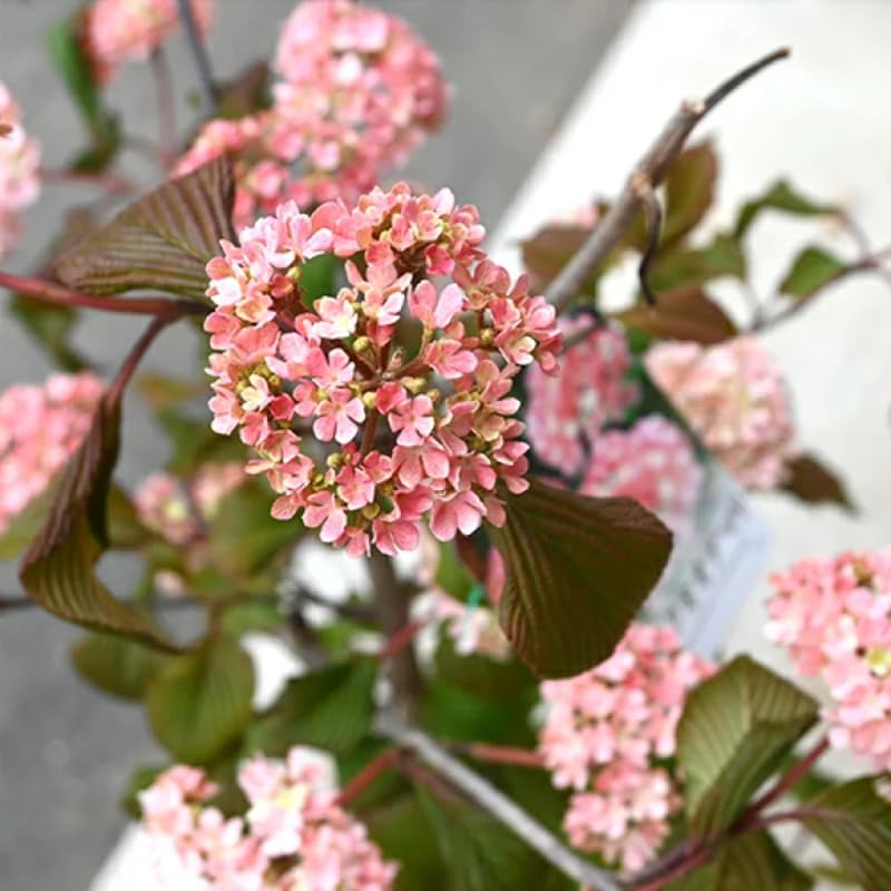 Juddi Viburnum Tree Live Plant Shrub in Pot, Fragrant Flower, Dormant in Winter, 6-12" in Tall, Bare Root to CA, Bush Shrub Spring Blooms