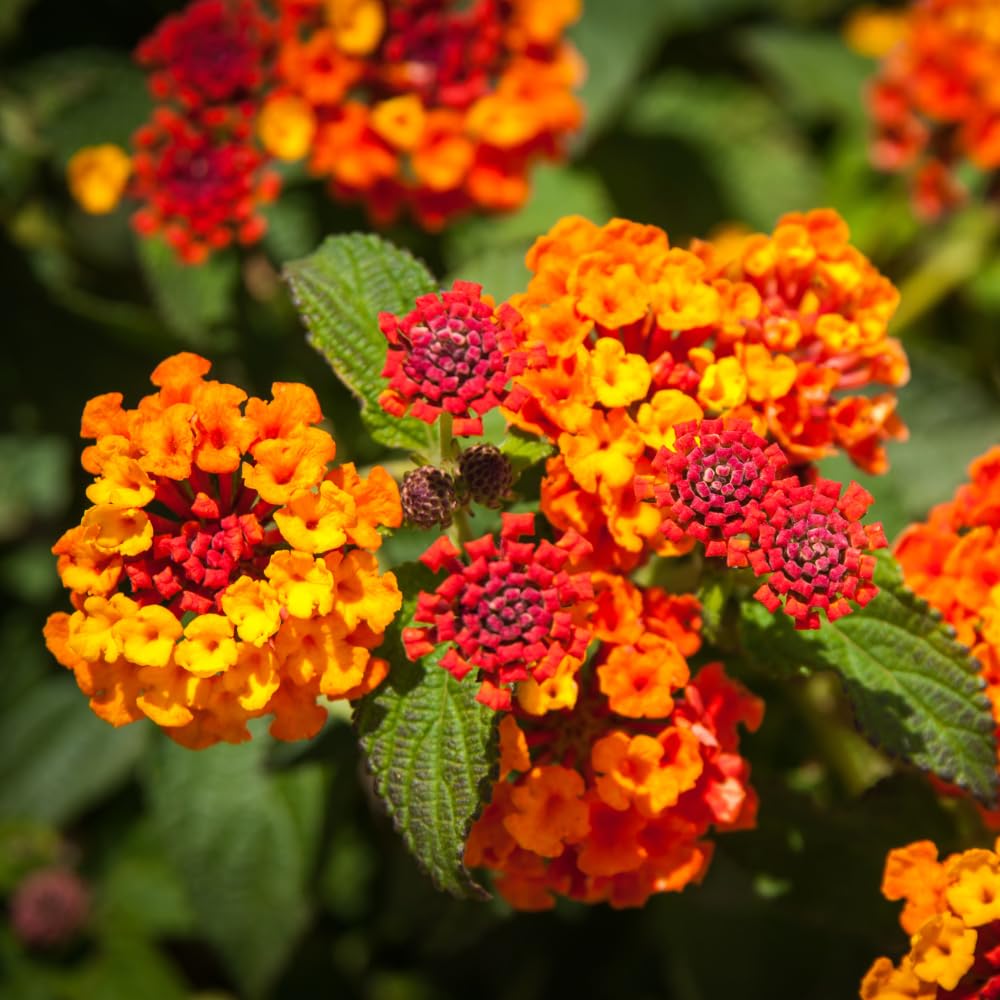Pack 4 Lantana Plants Live for Planting, Trailing Live Plants 4-9 Inch Tall, Perennial Lantanas Flowers Indoor Outdoor (Orange Lantana)