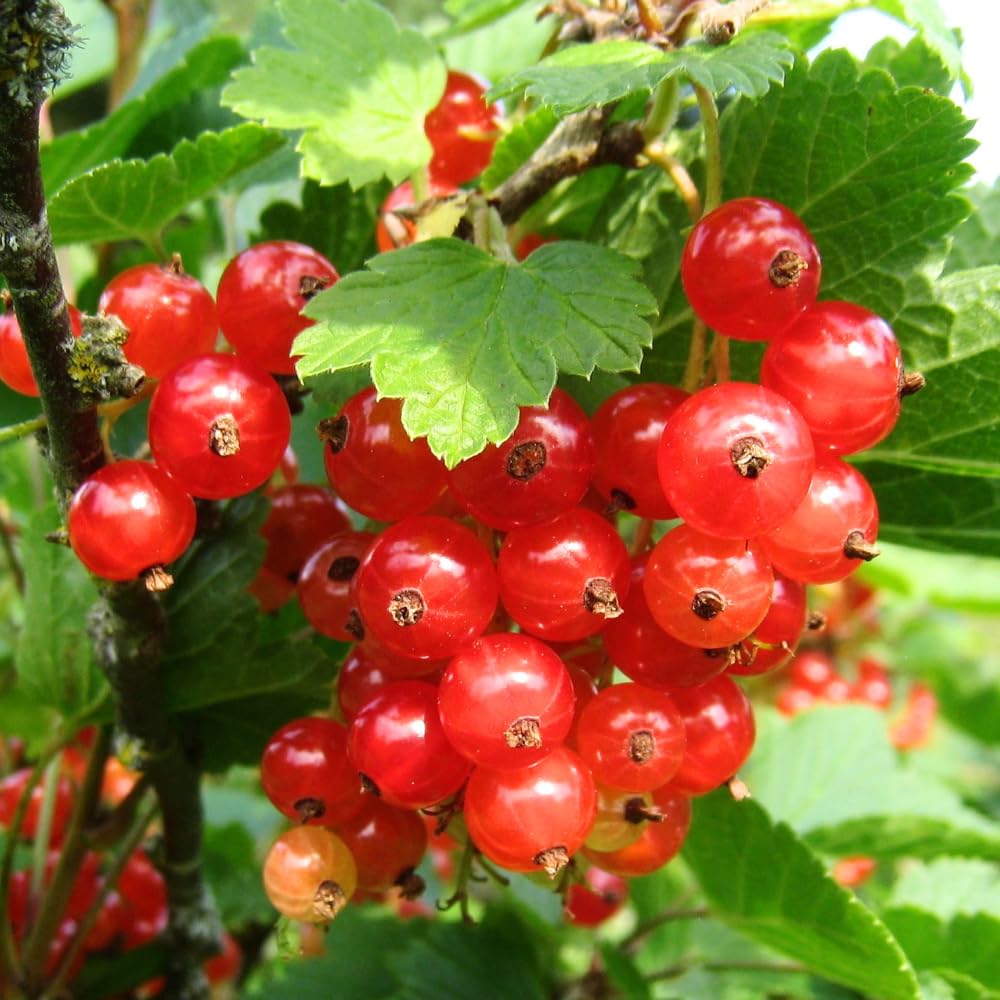 Red Currant Plant Live, Currant Bush, Fruit Bearing Berry, 3-6" Tall