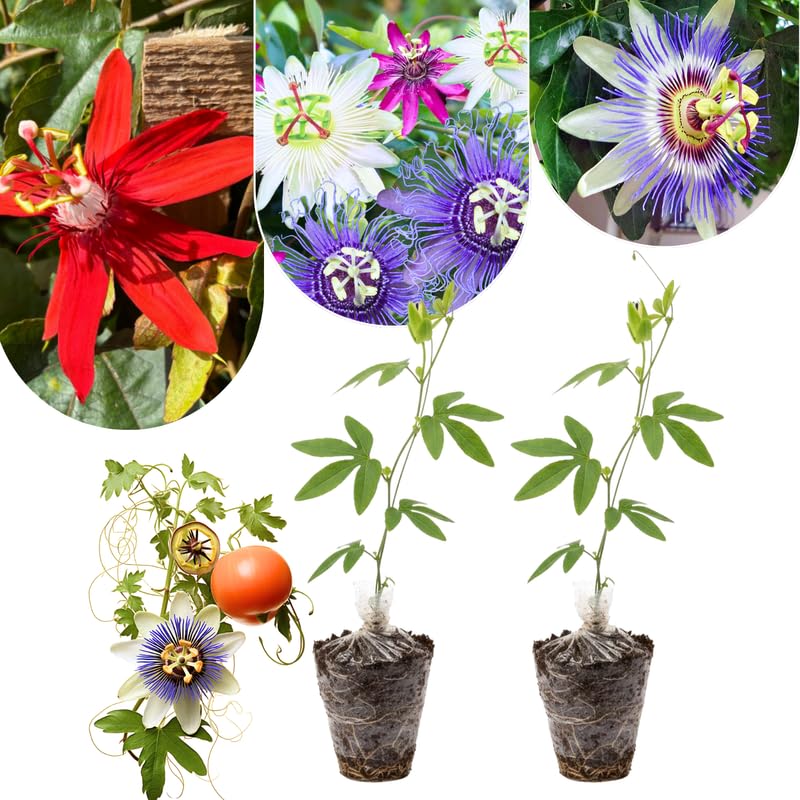 Mixed Passion Flower Plant Live, Passiflora Vine for Garden, 4-8" Tall, Hardy Flowering Vine for Garden or Trellis