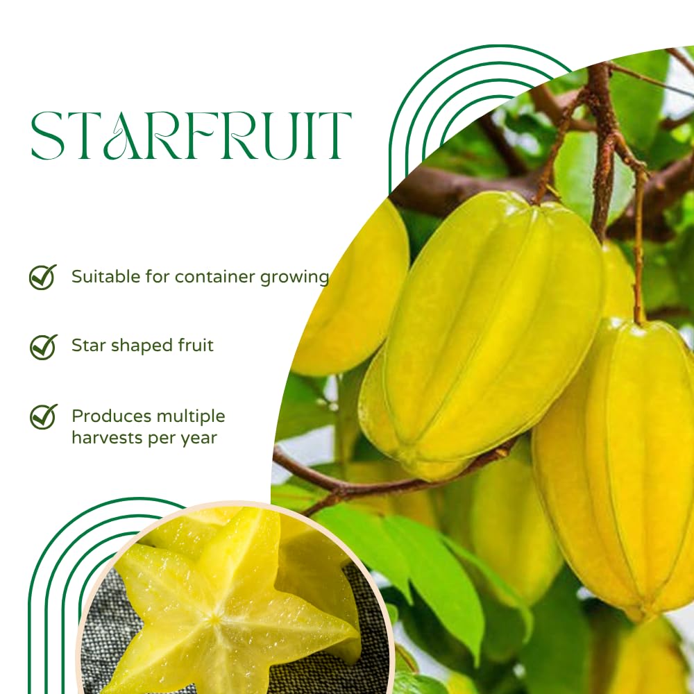 Starfruit Tree Live Plant, Grafted Starfruit Plant Live, 2-3 Feet Tall, Fast Growing Fruit Tree for Patio and Outdoor Garden, No Ship to CA