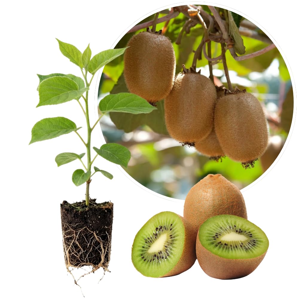 Female Hardy Kiwi Vine Live Plant, Trellis Fruit Vine Plant, 5-8 Inch Tall