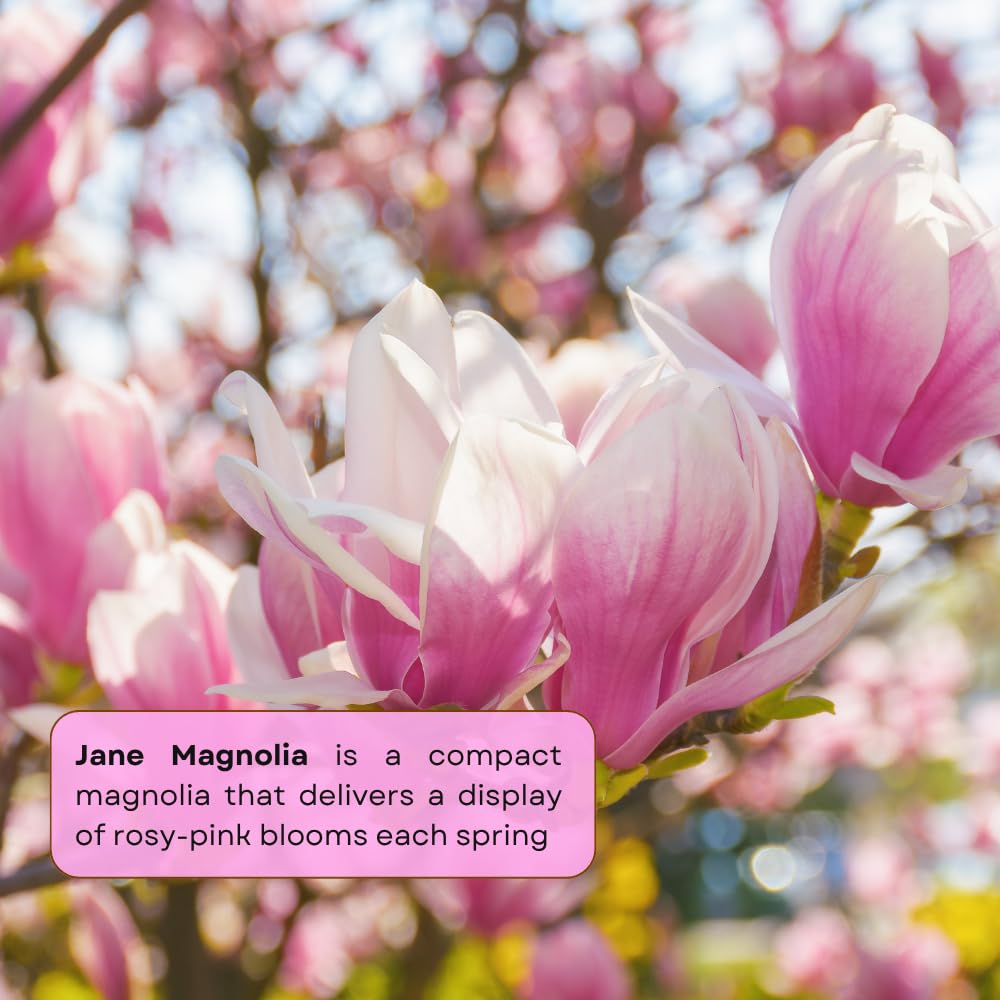 Jane Magnolia Trees Live Plants, Magnolia Tree Live, 3 Gallon Pot, 3 Feet Tall, Pink Magnolia Flowers Tree for Outdoor Garden, Landscaping, No Ship to CA