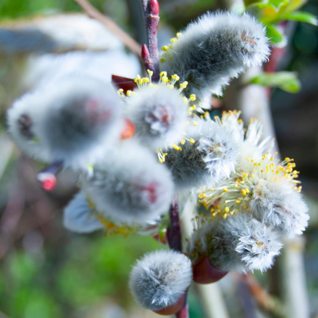 9 Months Old Pussy Willow Live Plant in 2.5” Pot, Hardy Willow Tree Live Plant for Spring Blooms, 6-12 Inch Tall Shrub, Dormant in Winter, No Leaf