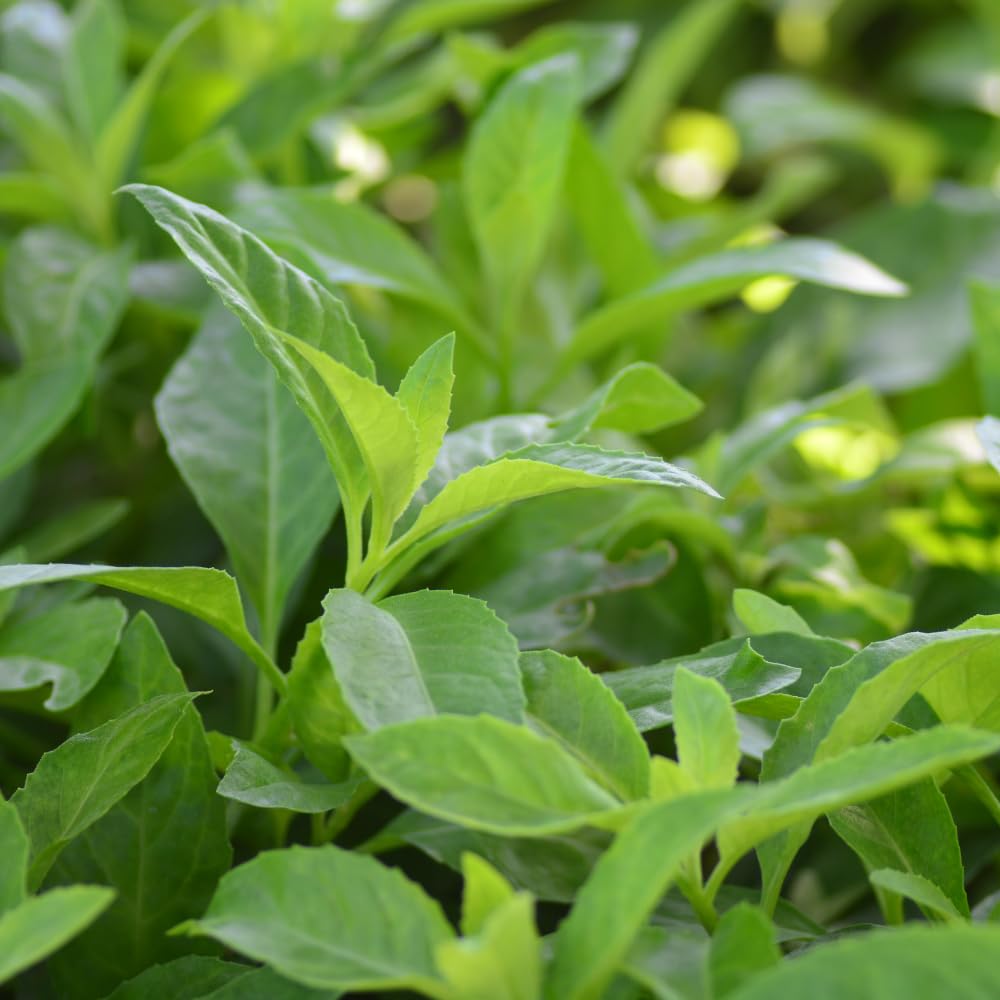 2 Longevity Spinach Plants, Live Spinach Herb Plants, 4-6 Inches