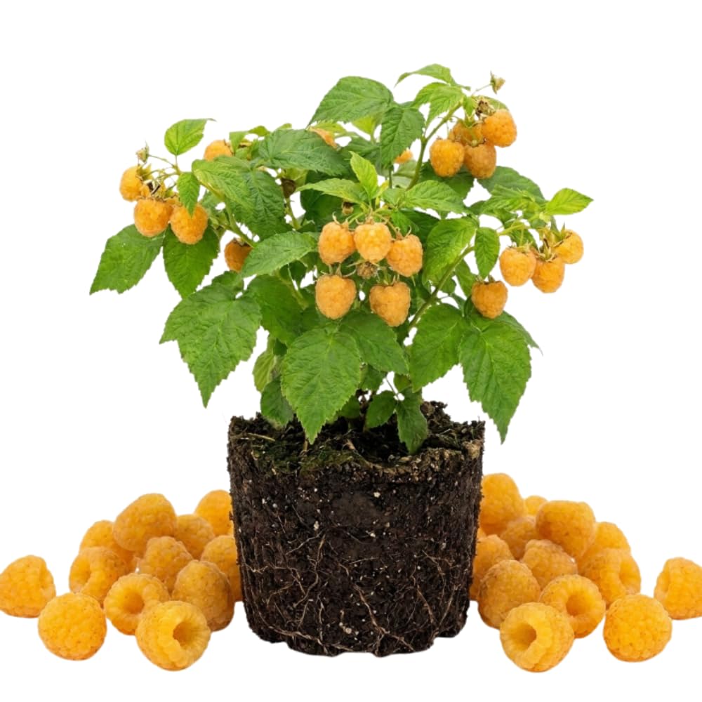 Yellow Raspberry Live Plant, Sweet Berries, 4-8 Inch Tall