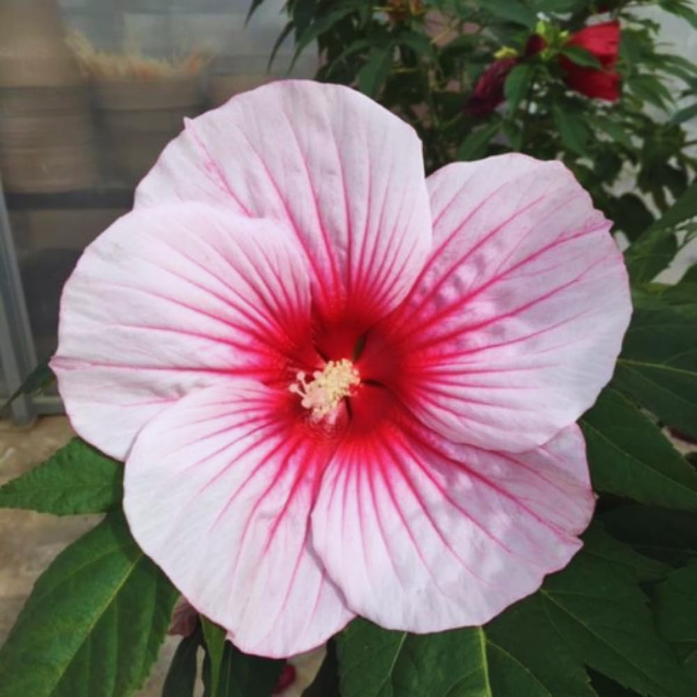 2 Hardy Hibiscus Plants Live, Pink Hibiscus Flowers Plant, 4 to 6 Inches Tall, Hibiscus Tree Live Plant for Gardening Indoor Outdoor