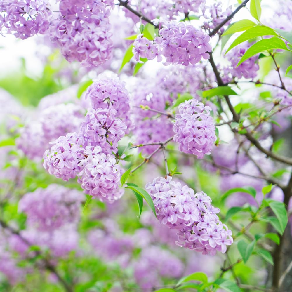 Purple Lilac Tree Live Plant, Lilac Bushes Live Plant, 4 Inc Potted, Dormant in Winter