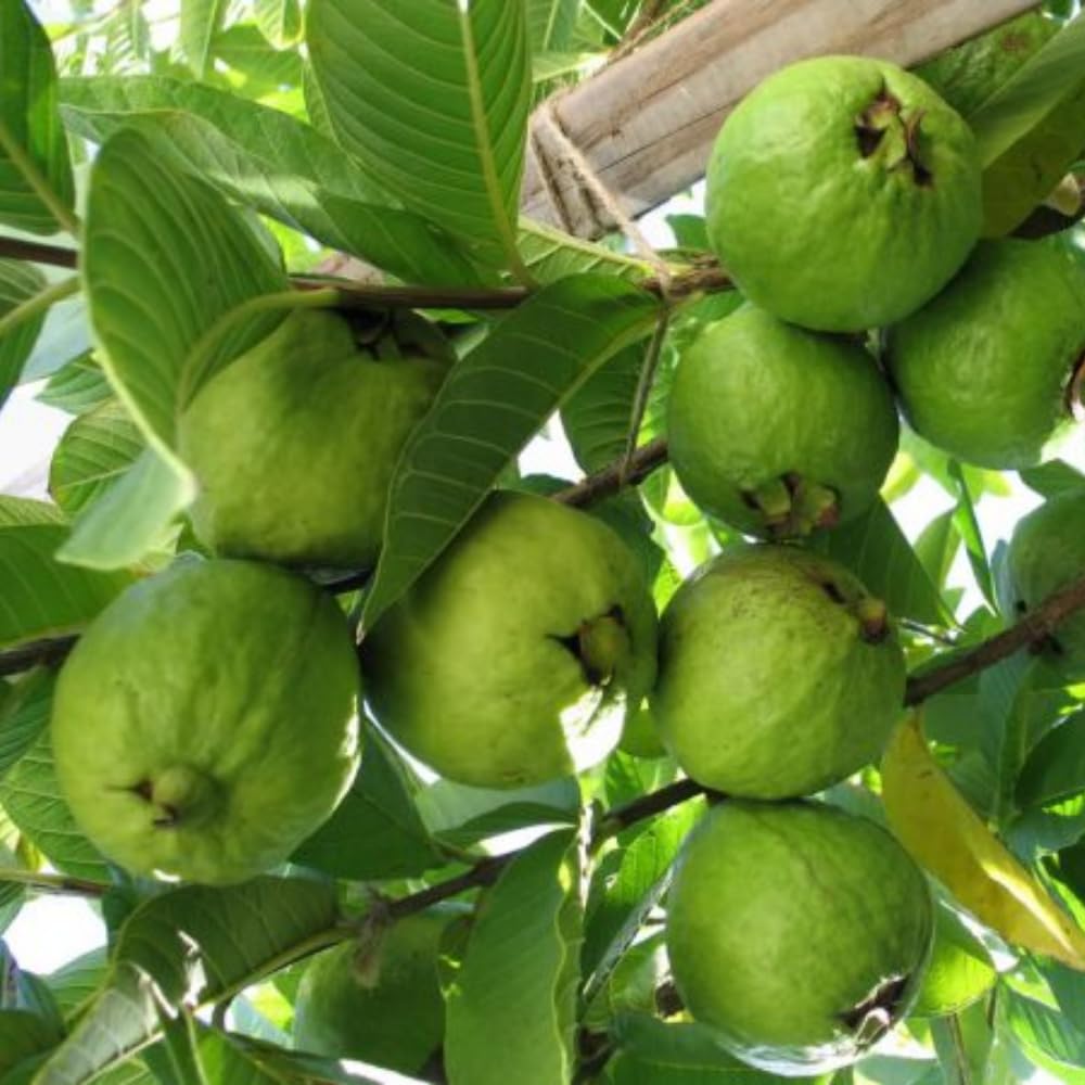 Ruby Guava Plant Live, Hardy Tropical Guava Plant 3-4 Feet, Guava Fruit Tree Well Rooted in 3 Gallon Pot, No Ship to CA