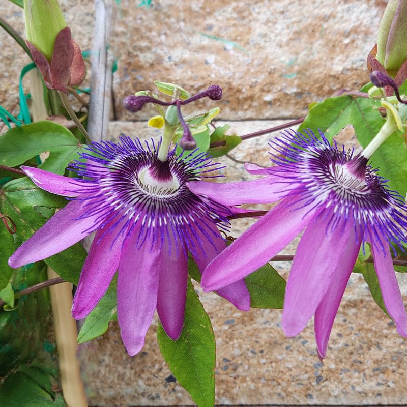 Set 2 Passion Flower Plants Live, Well Rooted Passiflora Flowering Vine 4-7'' Tall, Vibrant Blooms for Garden or Containers (Red)