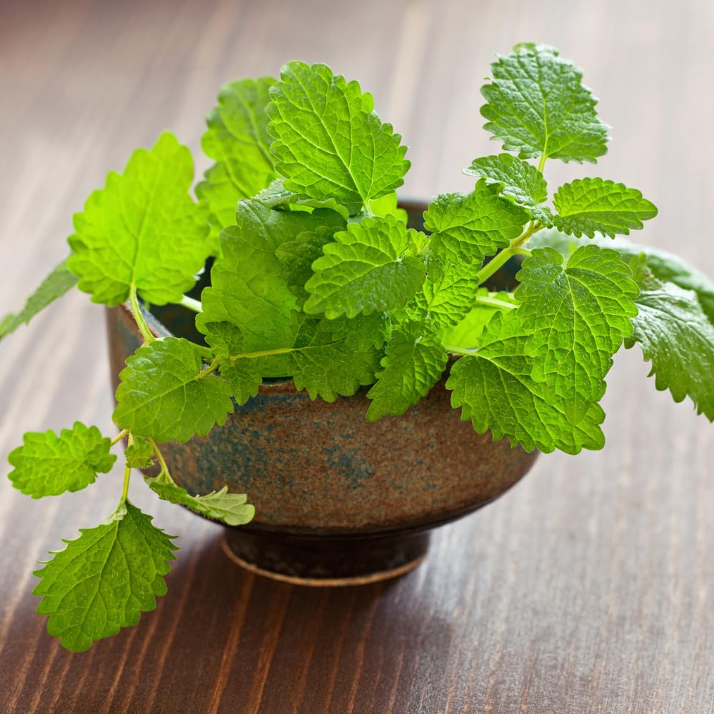 2 Lemon Balm Plants, Live Lemon Balm Herb Plant, Well Rooted Starter Plants 4-6 Inches