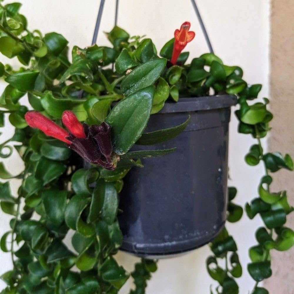 Red Lipstick Plant Live 4-6 Inch Tall, Curly Twisted Lipstick Plant, Curly Lipstick Trailing Vine Houseplant for Indoor Growing, No Pot