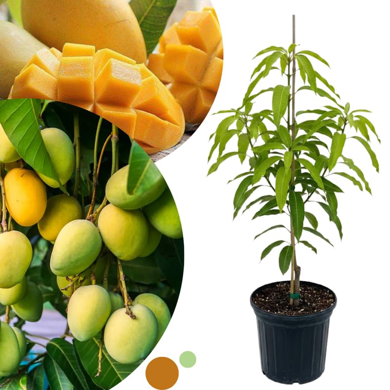 Orange Mango Tree Live Plant for Planting, Grafted Mango Plant in 3 Gallon Pot, Fast Growing Tropical Fruit Tree Seedlings