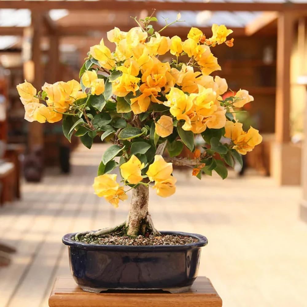 2 Bougainvillea Plants Live, Bougainvillea Flower Vine Plant, Indoor Outdoor Garden 4-7 Inches (Gold)