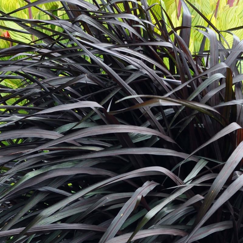 YOKEBOM 2 Black Fountain Grass Plants Live for Planting, Ornamental Grass for Landscaping, Hardy Grasses Clupms 4-7 Inch Tall Well Rooted