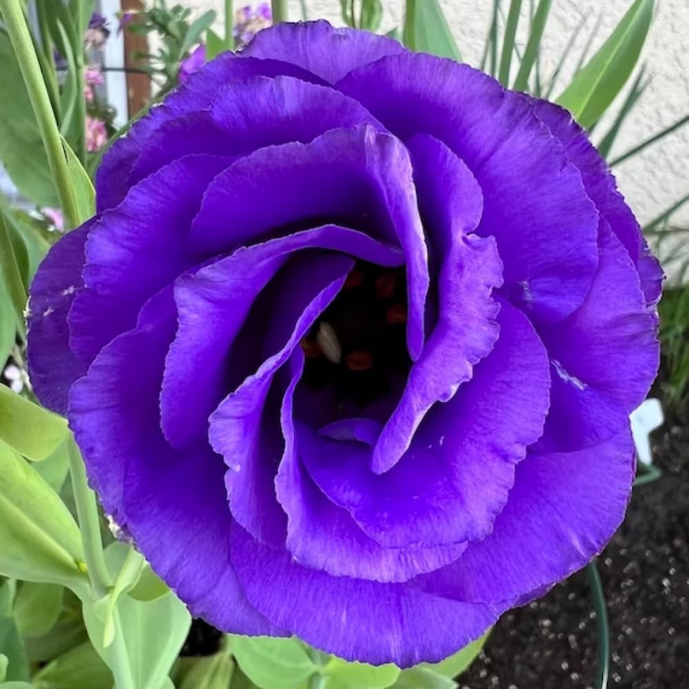 Sets 2 Vibrant Blue Lisianthus Eustoma Live Plants, Plug Size, Well-Rooted, Texas Bluebell, Thornless Love Rose Plant, Spring to Fall Bloom, 2-4" in Tall Starter