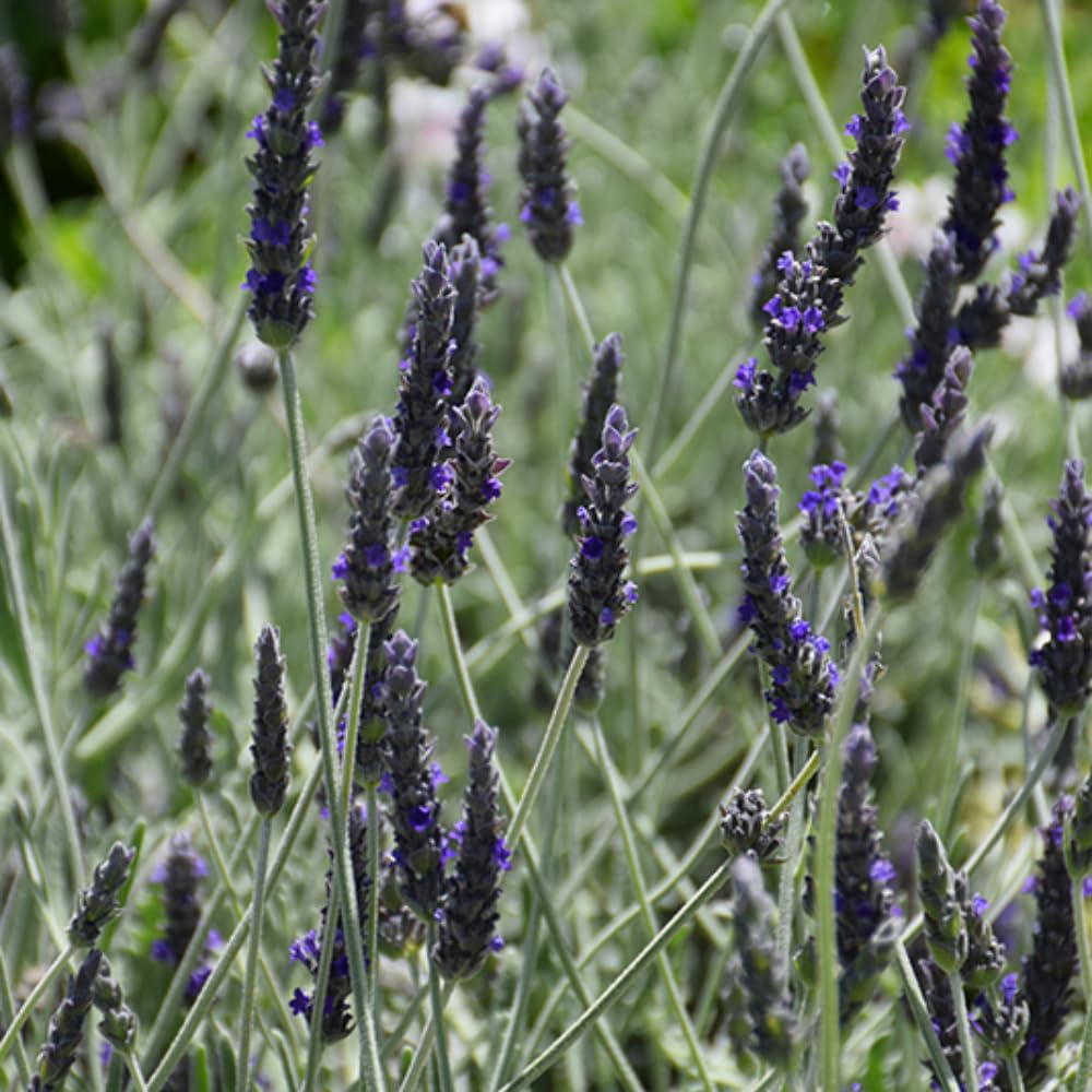2 Lavender Plants, Live Lavender Flower Plant 2 to 4 Inch, Fragrant Shrub Indoor Outdoor Planting (Creek)