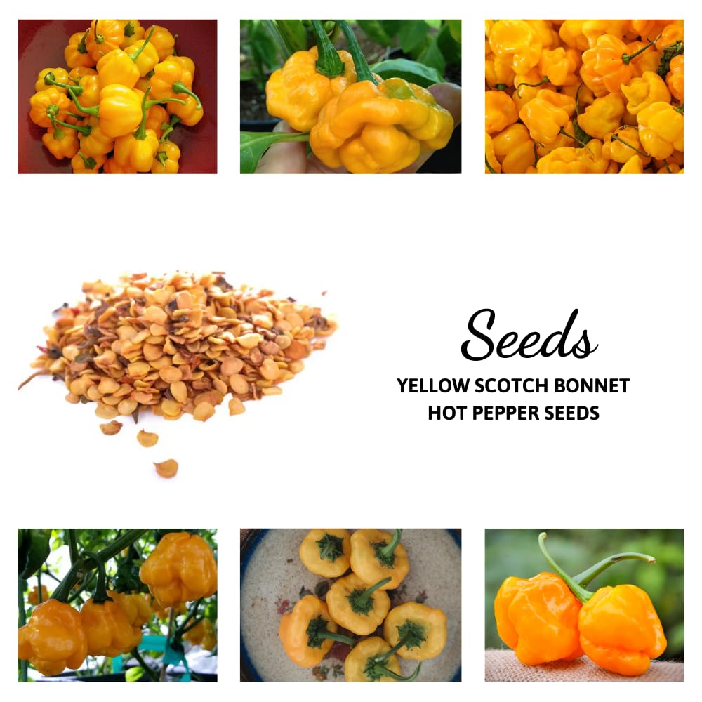 50 Yellow Scotch Bonnet Pepper Seeds, Hot and Spicy Jamaican Peppers for Home Gardening