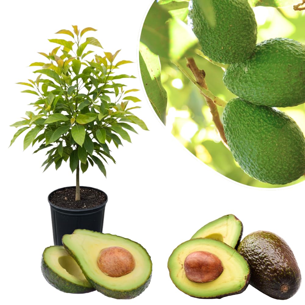 HASS Avocado Plant Live, Avocado Fruit Tree Plant, Cold Hardy, 1 to 2 Feet in Height 3 Gallon Pot for Indoor Outdoor Gardening