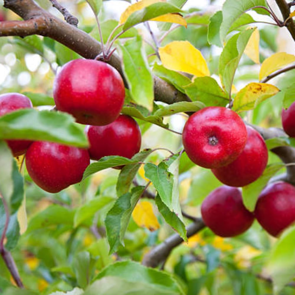 Apple Plant Live, Sweet Apple Plant in 3 Gal, 3-4 Feet Tall, Apple Fruit Tree Outdoor Garden, No Ship to CA (Red Delicious Apple)