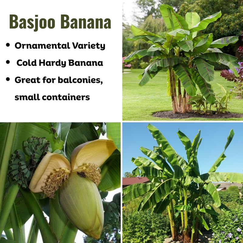 Basjoo Banana Plant, Banana Trees Live Plants, 4-6" Tropical Fruit Tree for Home Garden, Patio and Container Growing