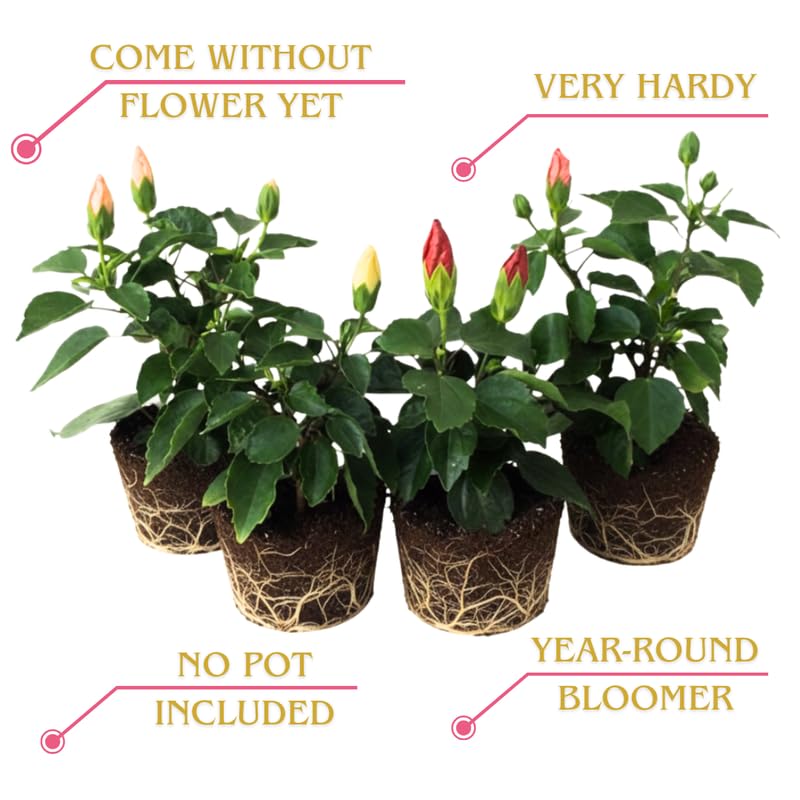 Cranberry Hibiscus Plant Live, Cold Hardy, Size 4-6" in Tall, Dormant in Winter, Spring Blooms, Hibiscus Trees Perennial Flower, No Pot