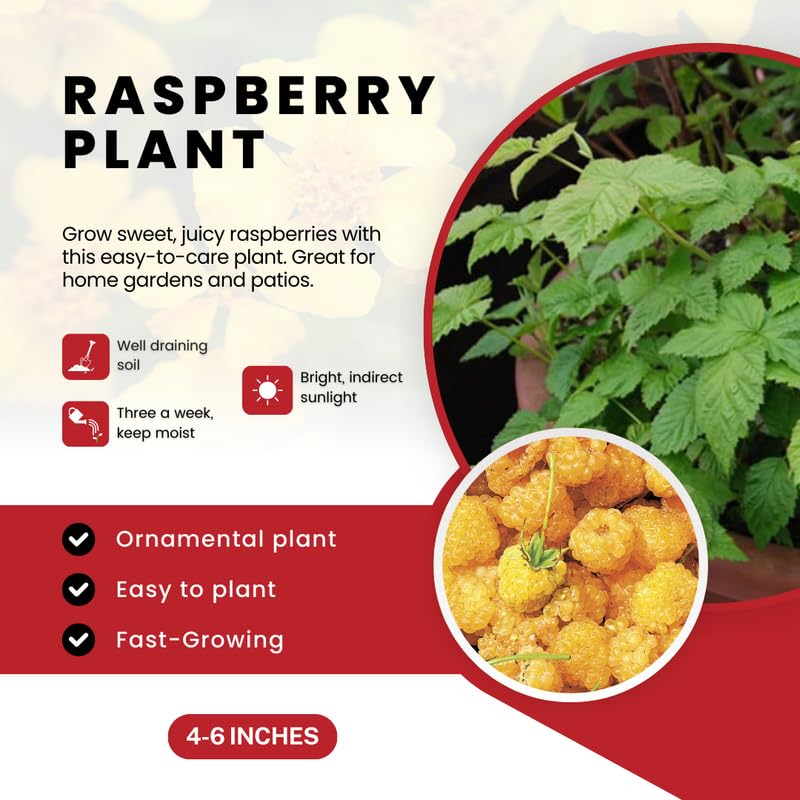 2 Raspberry Plants Live, Fall Gold Raspberry Bush for Planting, 4-7" in Tall, Spring Raspberries Cold Hardy