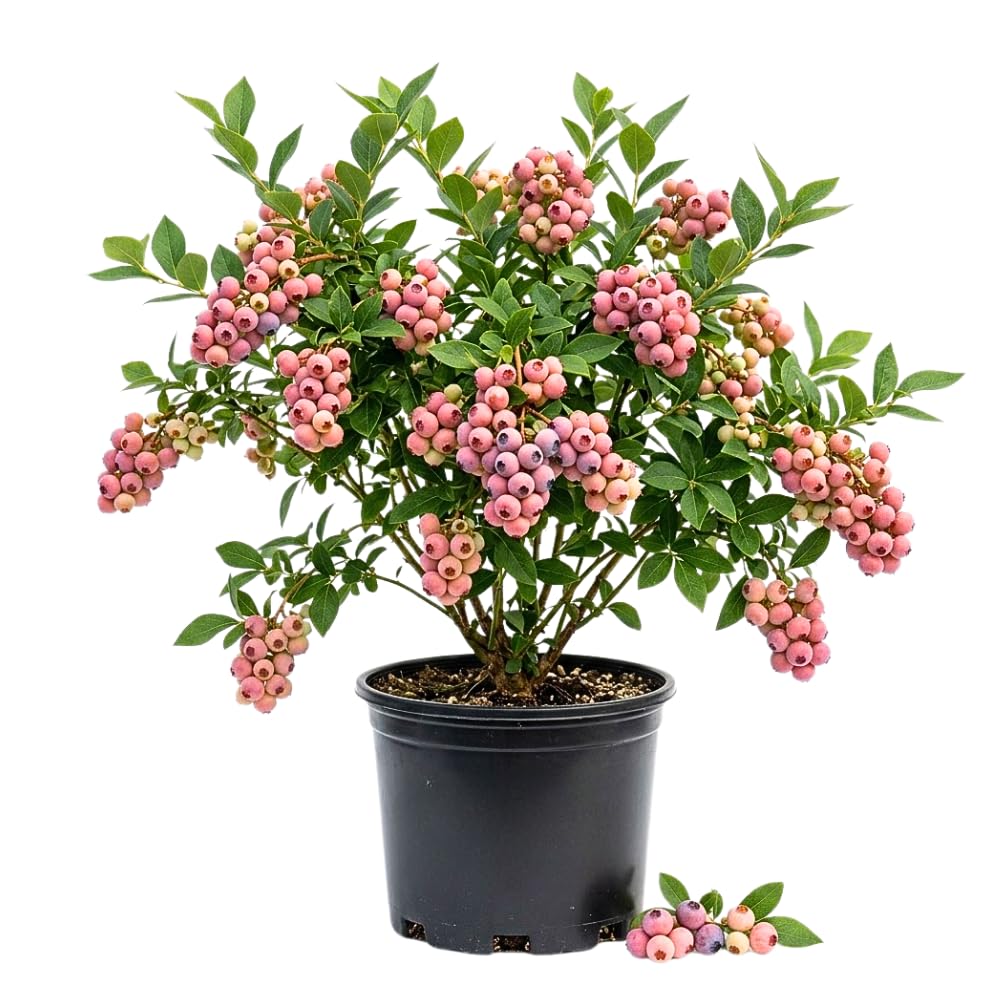 Pink Lemonade Blueberry Bushes Live Plant, Blueberry Plants Live for Planting, Pink Fruit Tree, 1 Feet Tall in 1 Gallon Pot, Outdoor Gardening, No Ship to CA