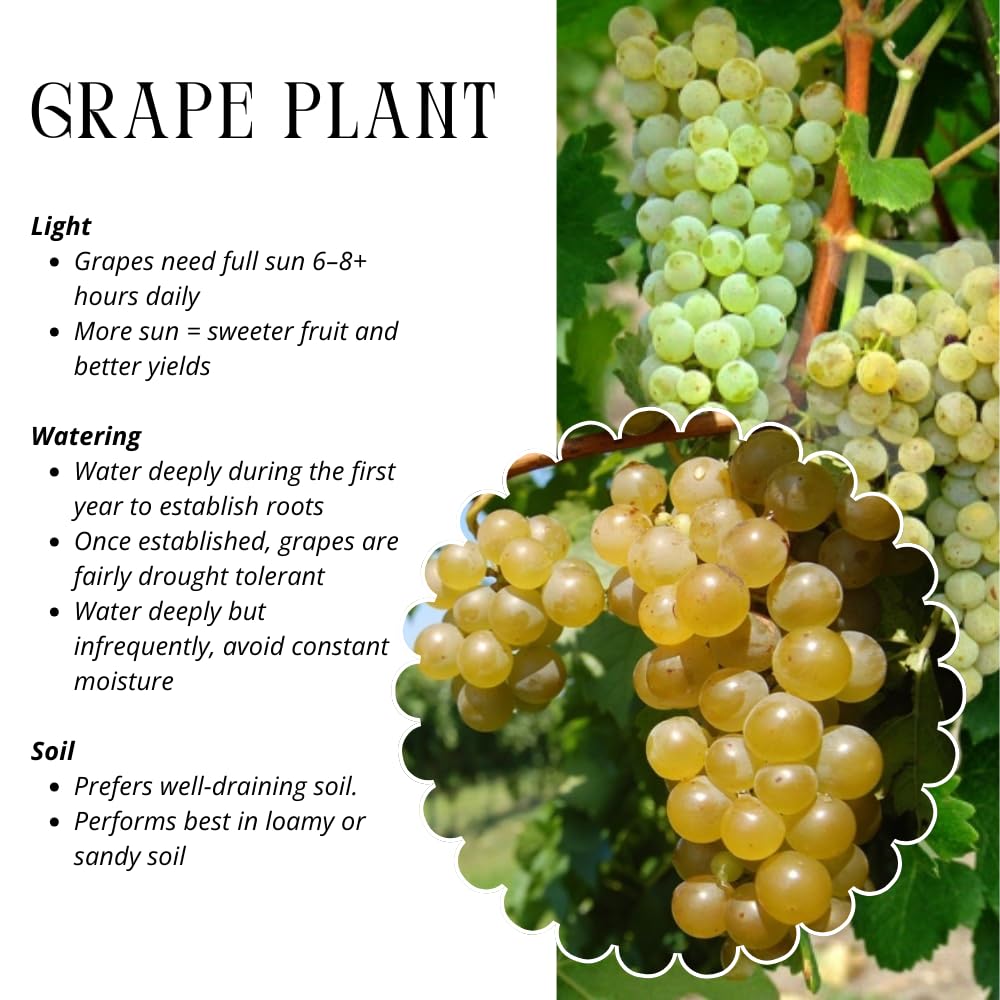Set of 3 Muscadine Grape Plants Live, 4-6" Tall Seedless Grape Vines for Outdoor Planting, Hardy Fruit Plants for Garden and Vineyard (Yellow White Grape)