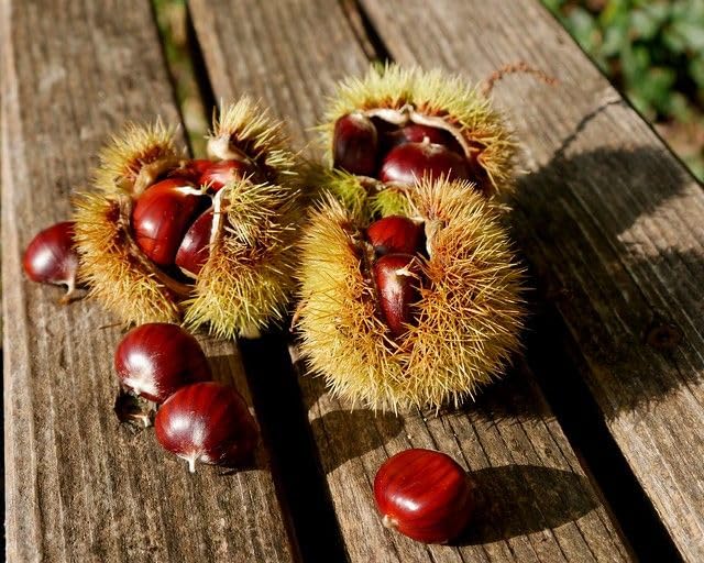 2 Chestnut Tree Bare Roots, 1 Year Old Chestnut Tree 1-1.5 Feet Tall, Fast-Growing, Hardy, Winter Dormant, Garden Growing